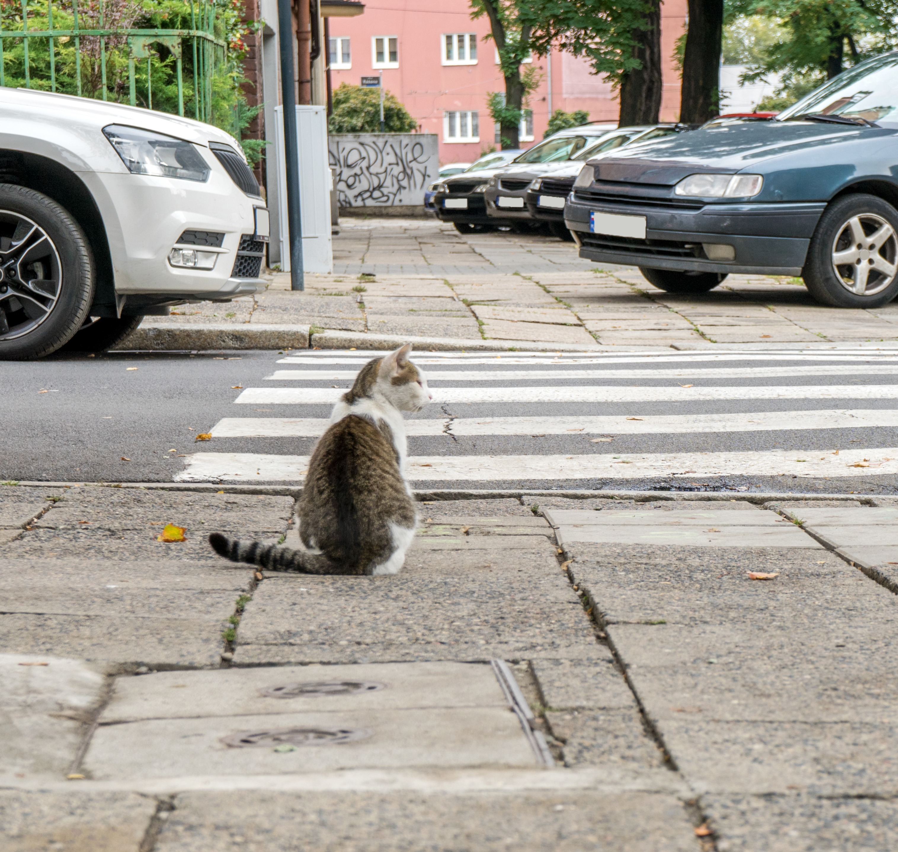 Cat sitting next to a crosswalk in the city