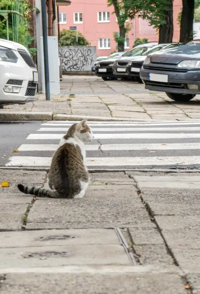 Cat sitting next to a crosswalk in the city