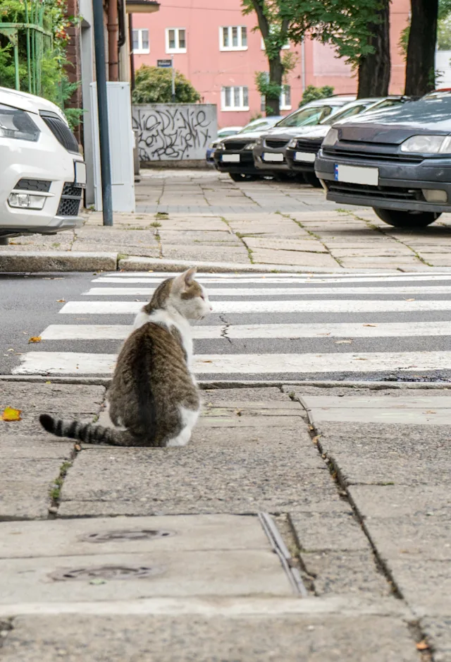 Cat sitting next to a crosswalk in the city Cat sitting next to a crosswalk in the city