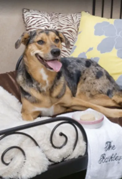 Dog sitting on bed Dog sitting on bed