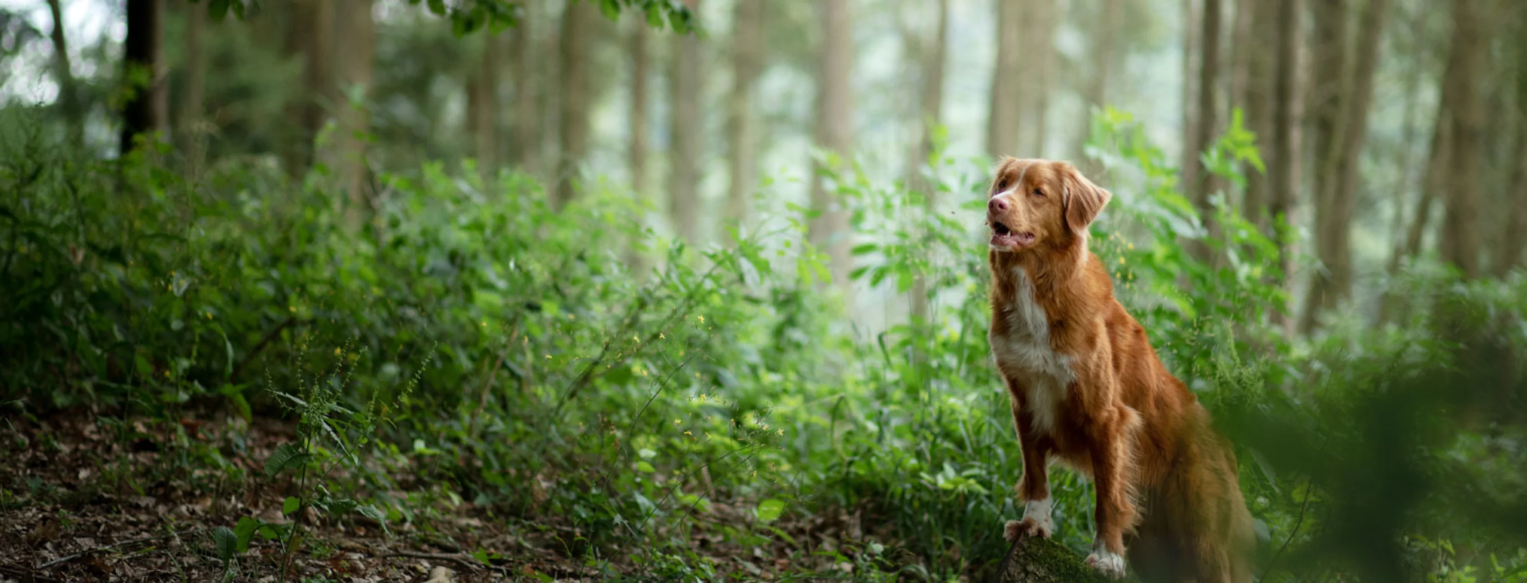 Dog in the forest Dog in the forest