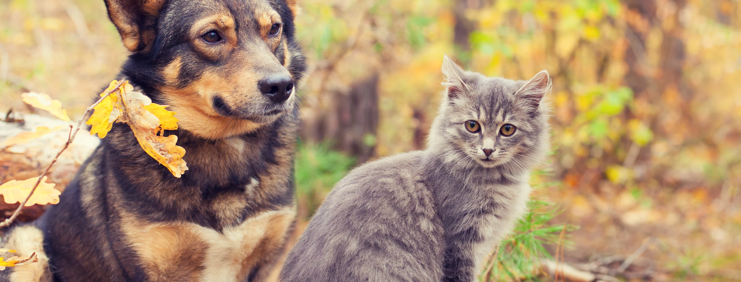 Dog and cat sitting in the forest on a log