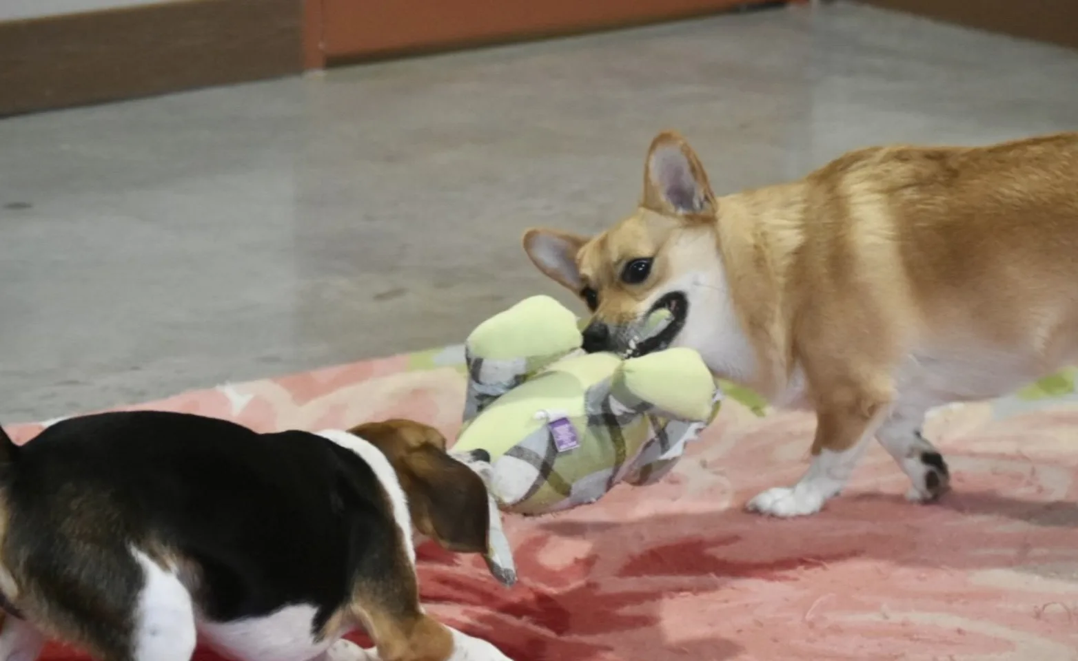 Two dogs playing with a toy Two dogs playing with a toy