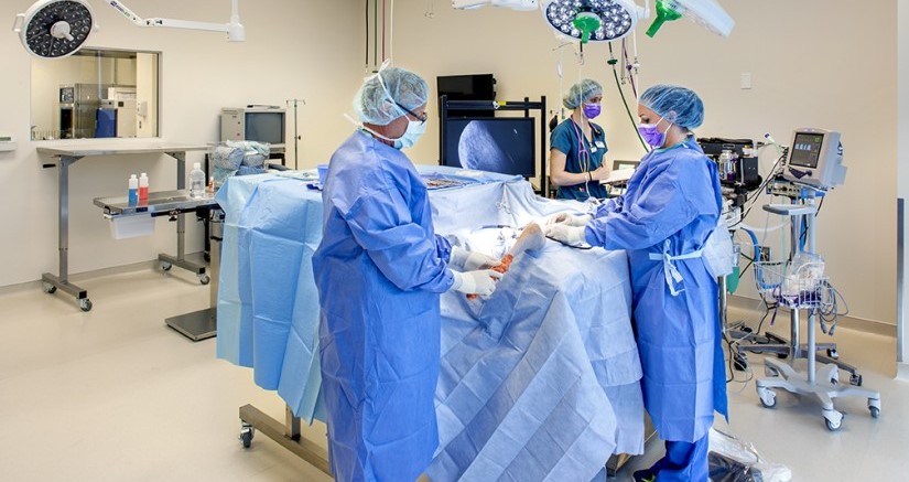Group of veterinarians performing surgery on a covered pet