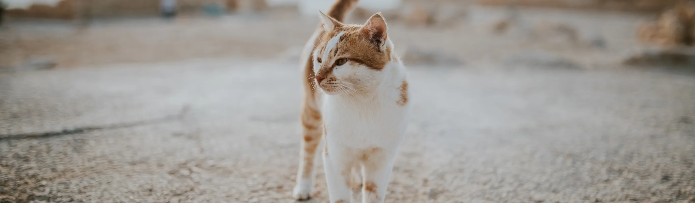 Cat in a barren scene