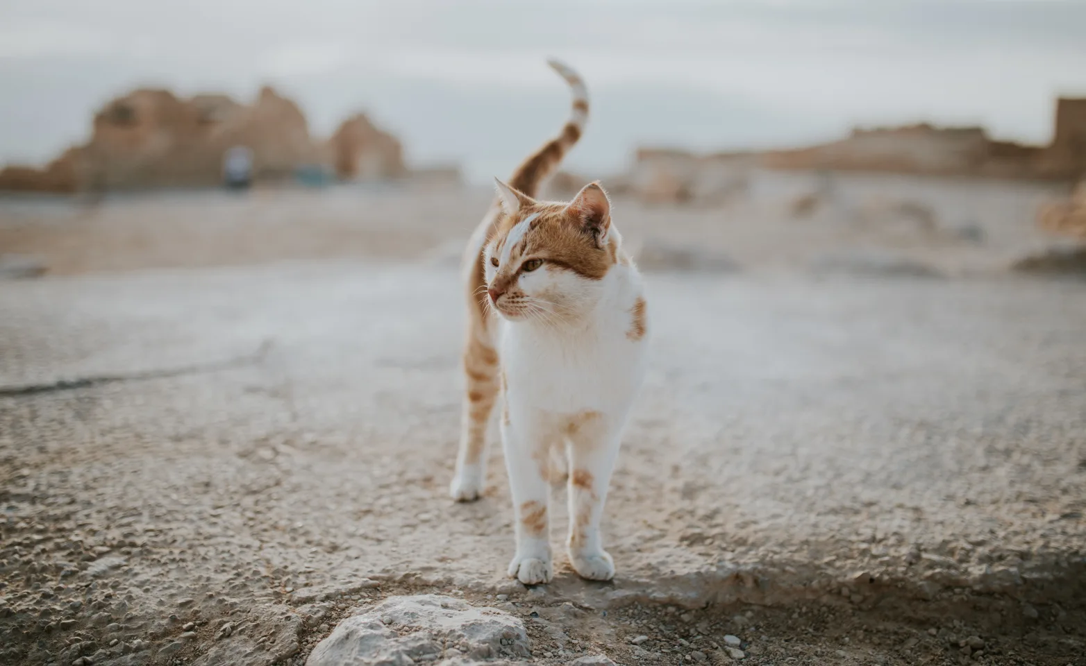 Cat in a barren scene