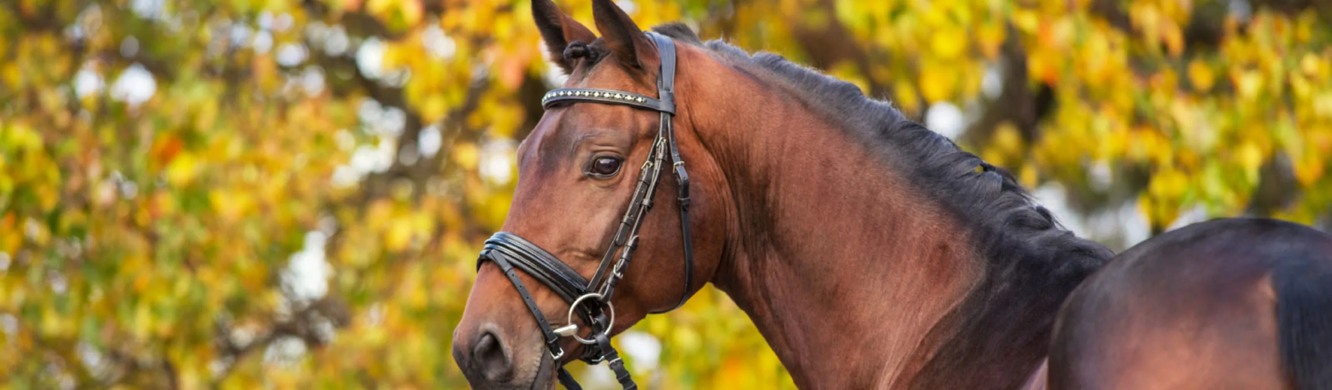 Headshot of a brown horse against a yellow leafy background. Headshot of a brown horse against a yellow leafy background.