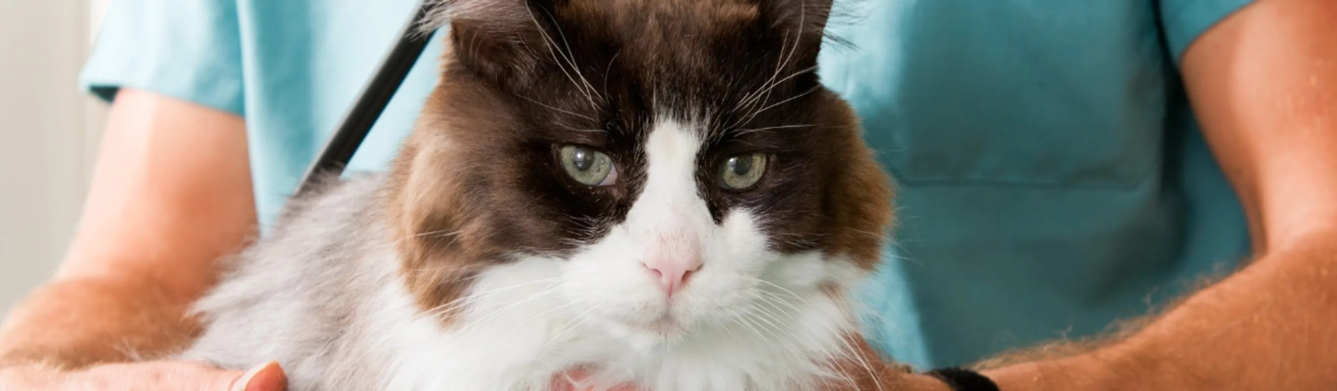 Vet performing a health inspection on a cat. Vet performing a health inspection on a cat.