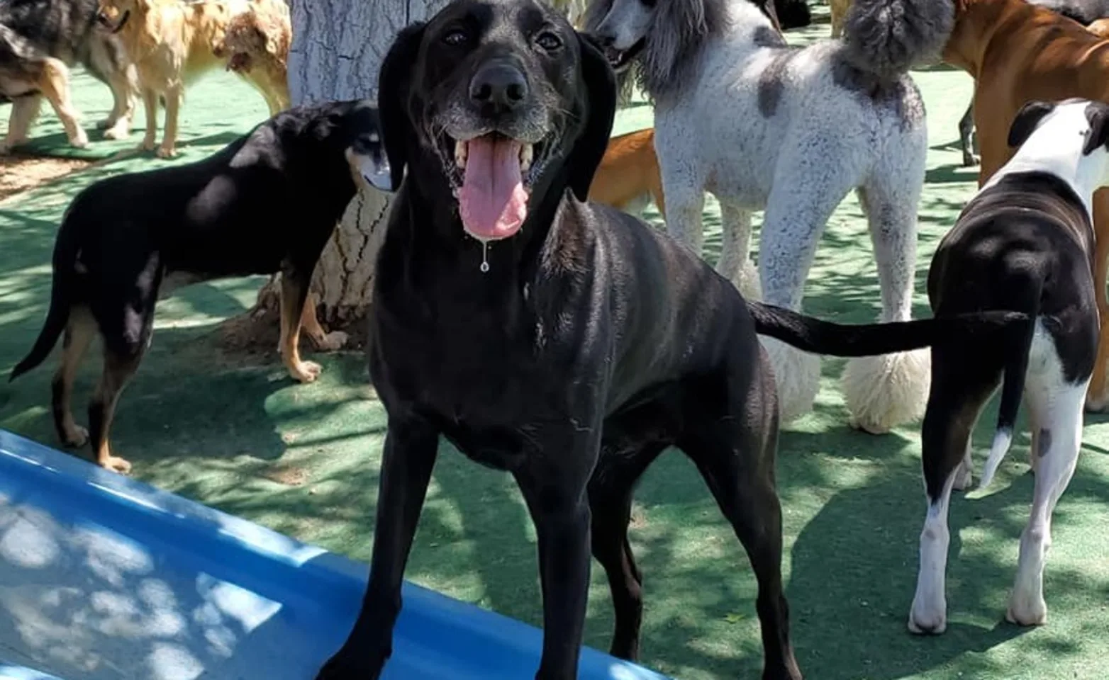 Dog on slide Dog on slide