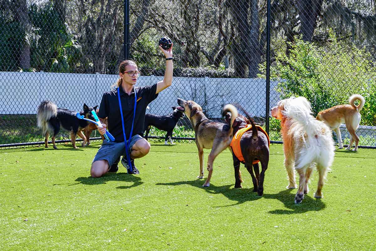 staff memeber playing fetch with dogs