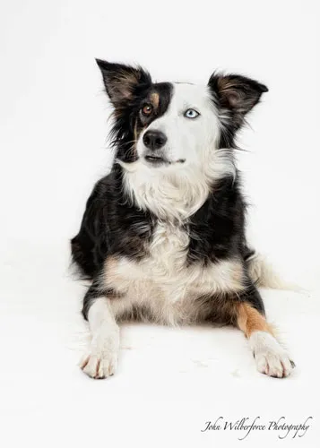 Professional photo of a black and white dog