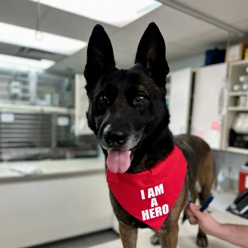 Brown and black dog standing on a vet table wearing a red " I AM A HERO" bandana
