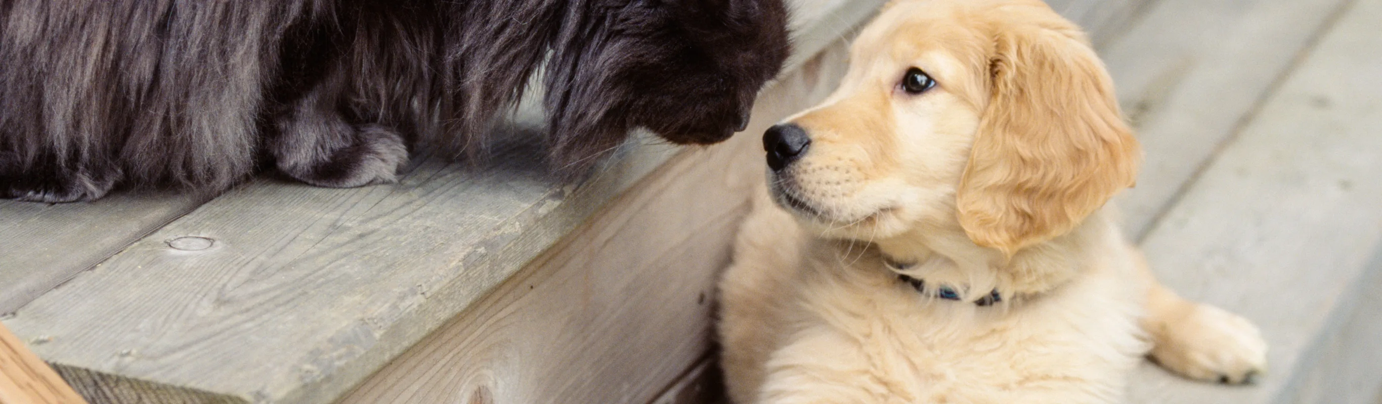 a dog and cat on stairs looking at each other a dog and cat on stairs looking at each other