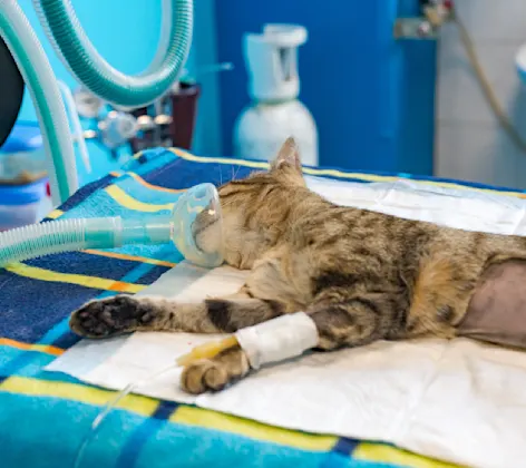 Cat being prepped for surgery Cat being prepped for surgery