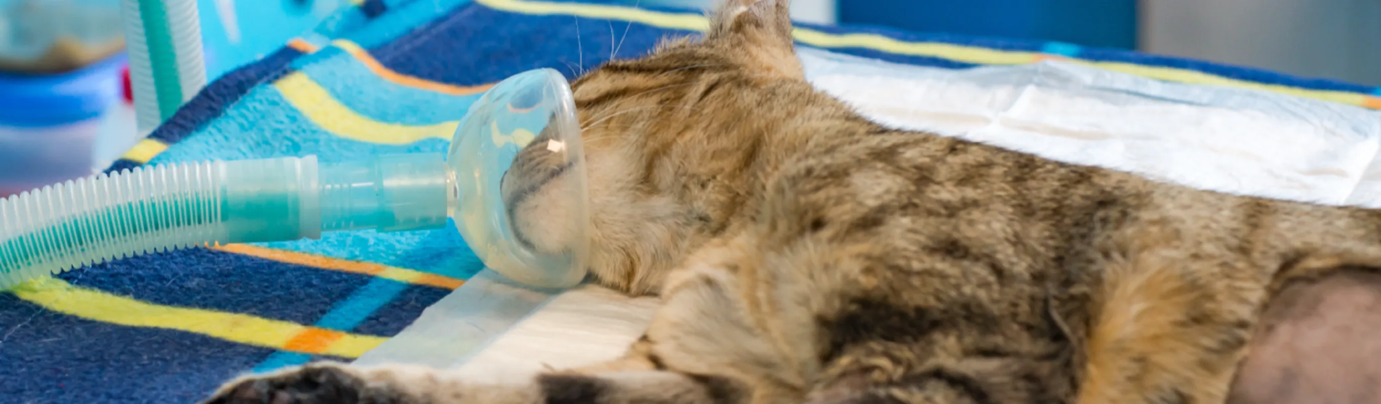 Cat being prepped for surgery Cat being prepped for surgery