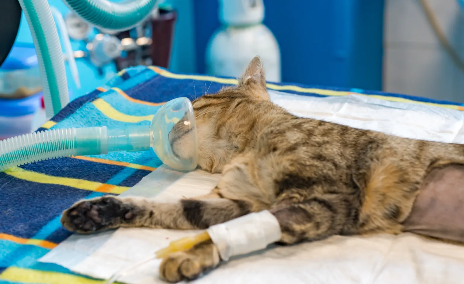 Cat being prepped for surgery