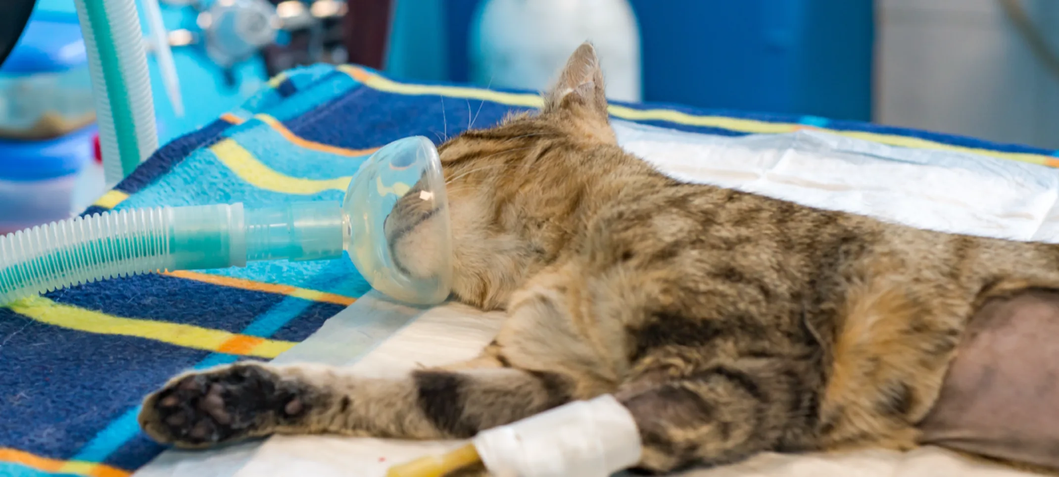 Cat being prepped for surgery