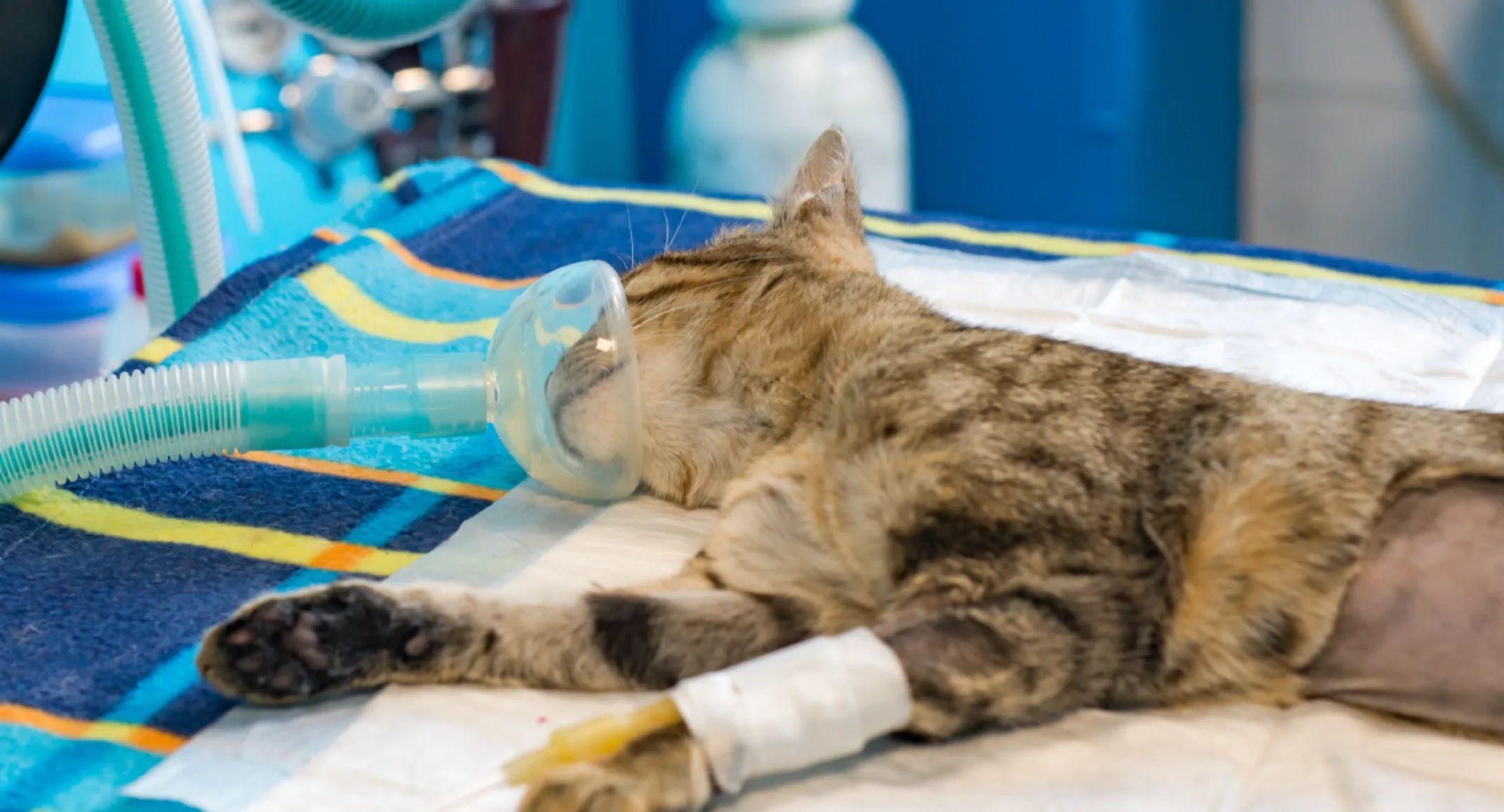 Cat being prepped for surgery