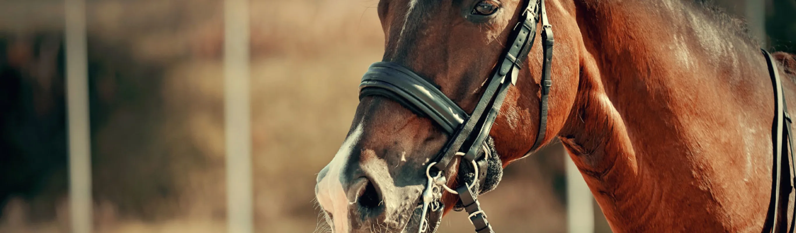 Close up of a horse's head with a bridle Close up of a horse's head with a bridle