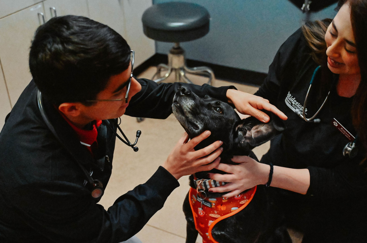 Doctor and Veterinary Assistant with black dog