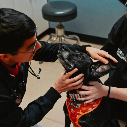 Doctor and Veterinary Assistant with black dog