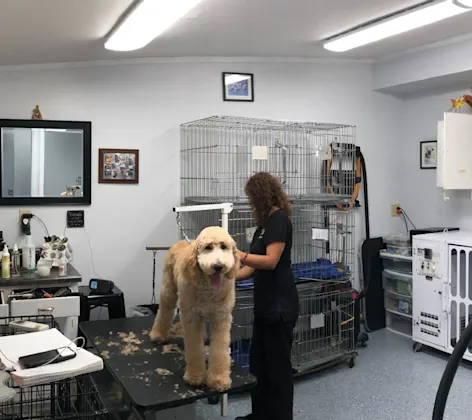 A large dog being groomed at Taylor Animal Hospital