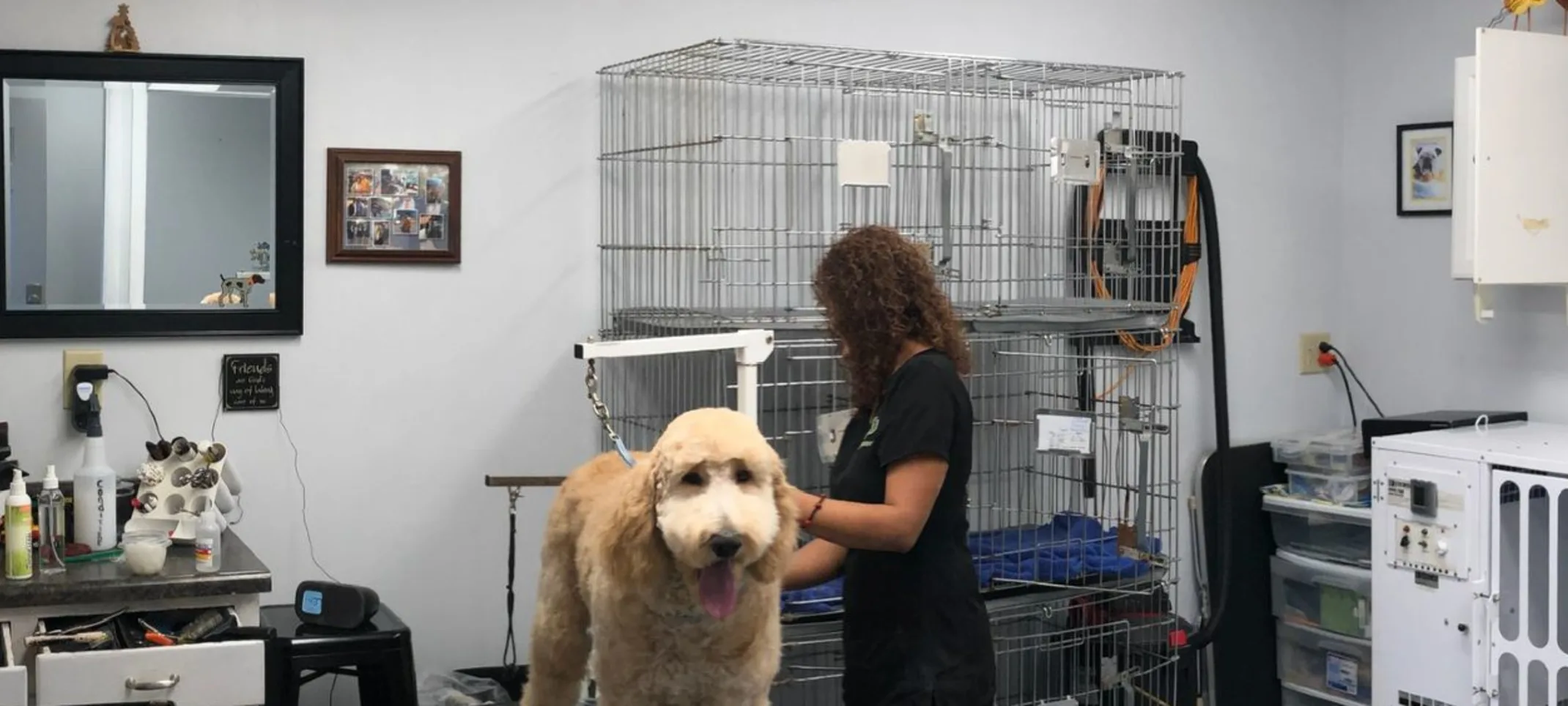 A large dog being groomed at Taylor Animal Hospital