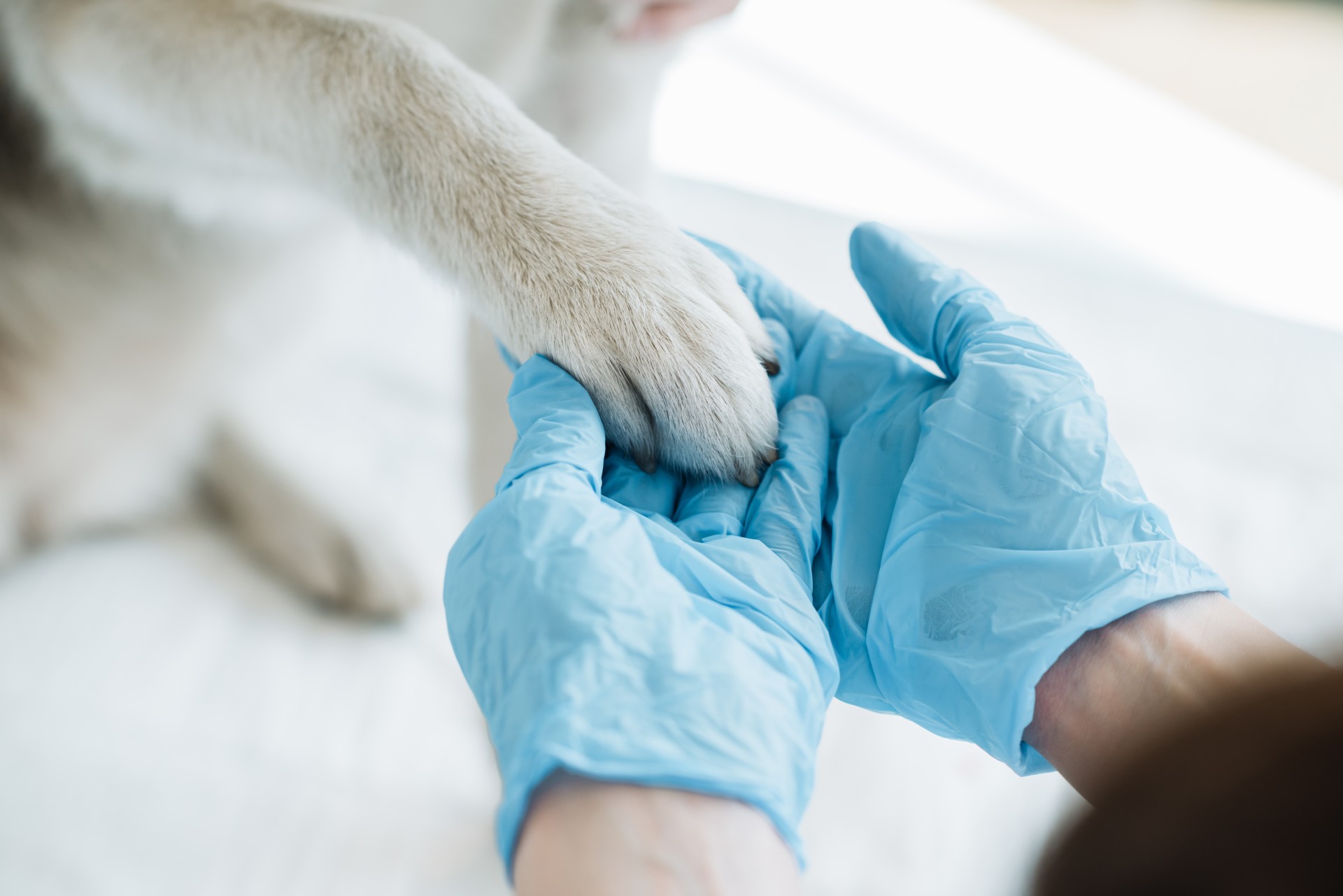 Two gloved hands holding a white paw
