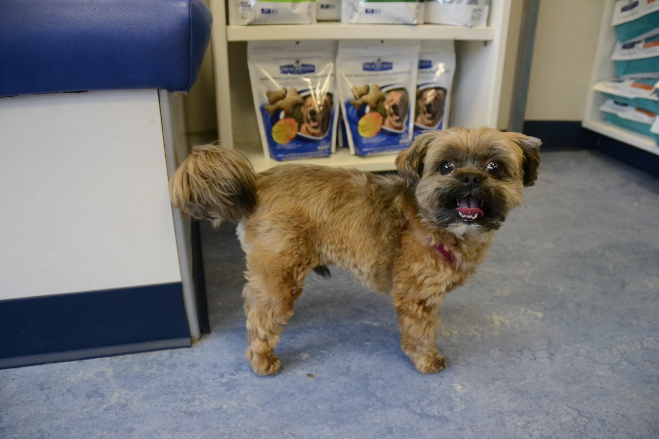 Smiling dog in front of shelf with food