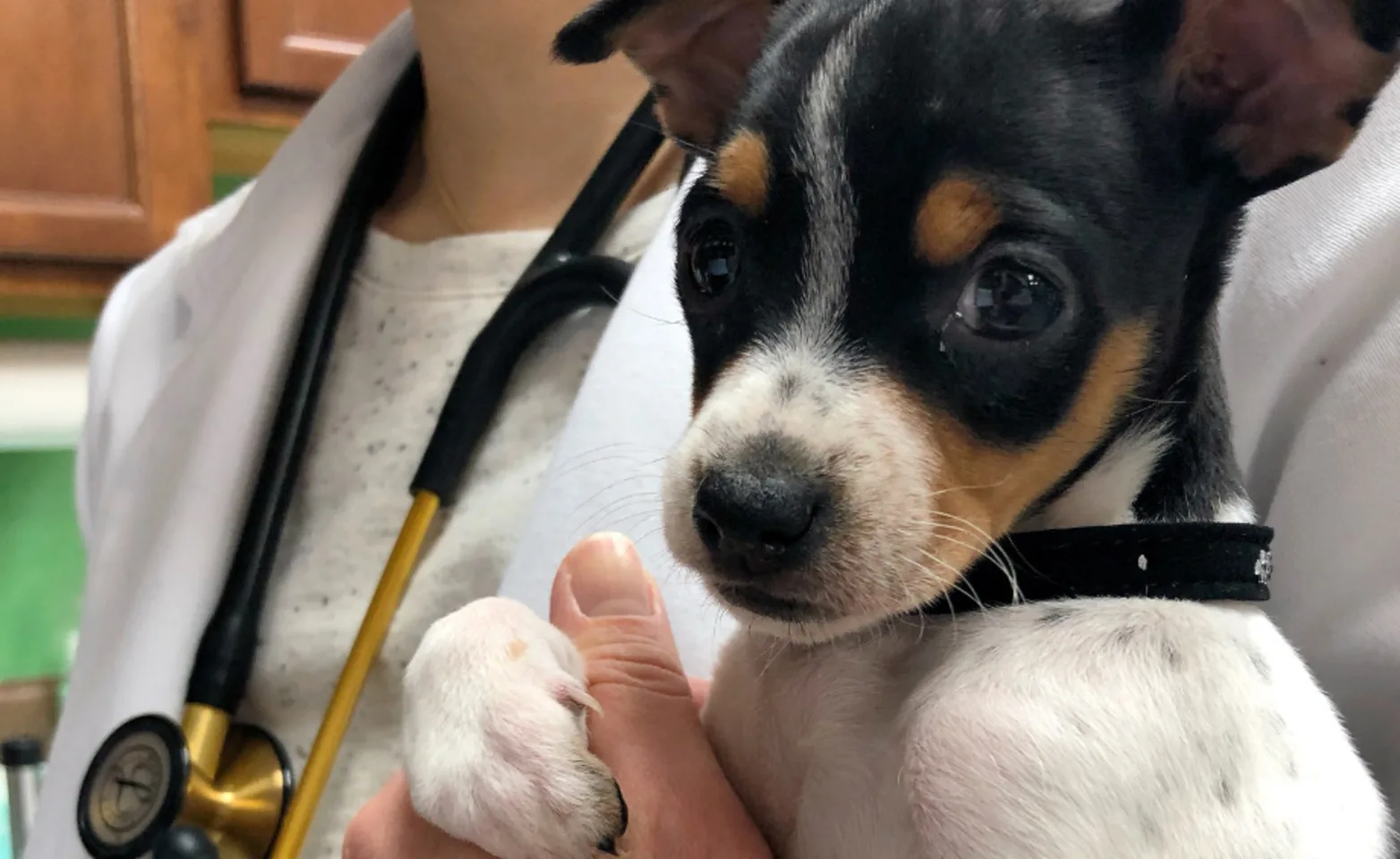 Small black, brown and white dog in a staff member's arms