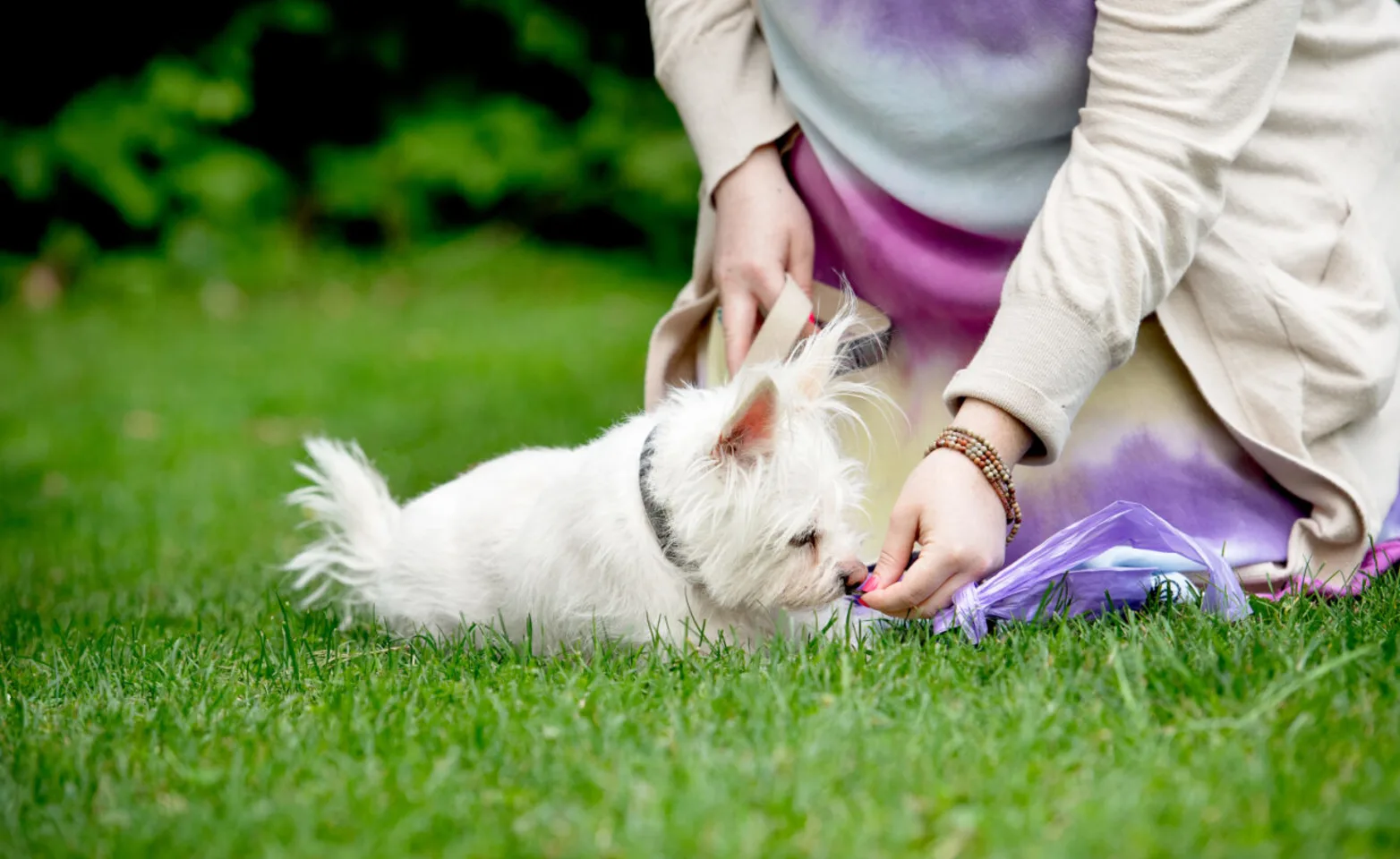 A white dog sniffing a hand A white dog sniffing a hand
