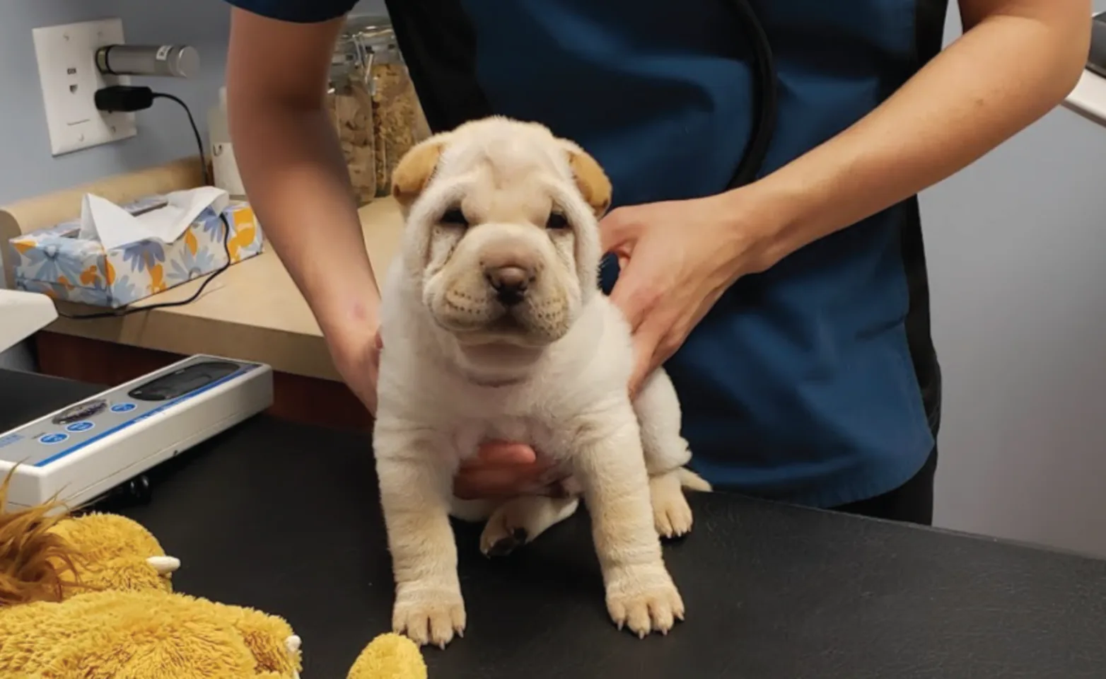 Dog on table looking at camera Dog on table looking at camera