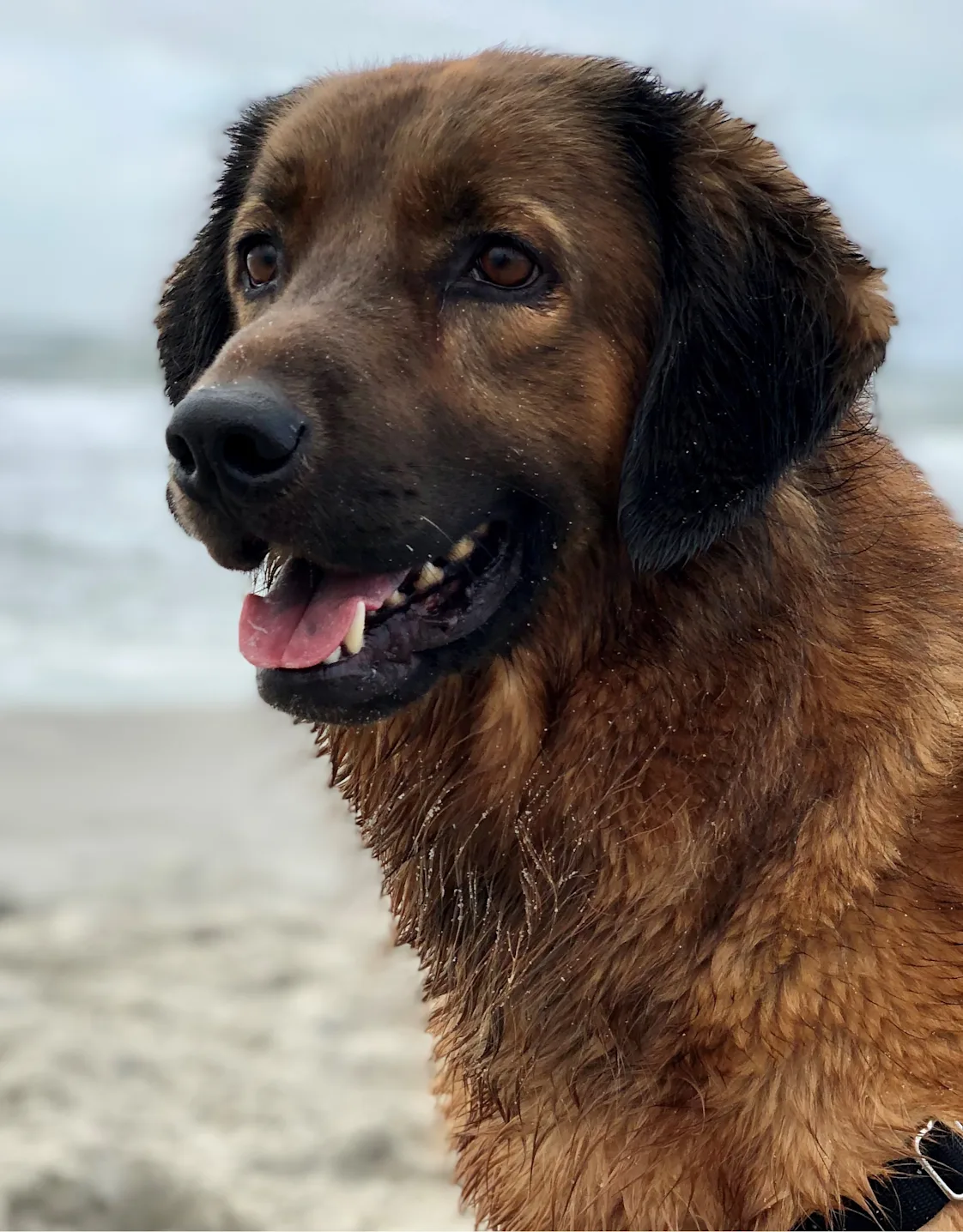 Mowgli Mowgli