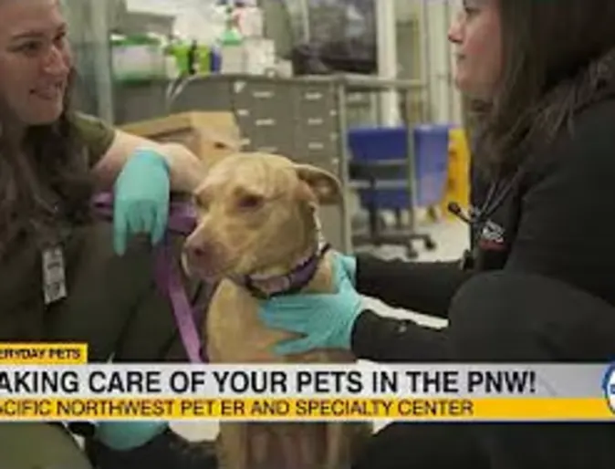Pacific NW Pet ER & Specialty Center May KOIN Segment Pacific NW Pet ER & Specialty Center May KOIN Segment