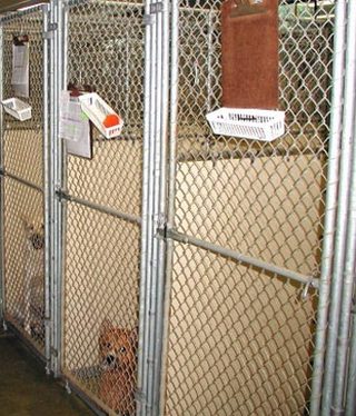 Chastain Animal Clinic large kennels and happy dogs