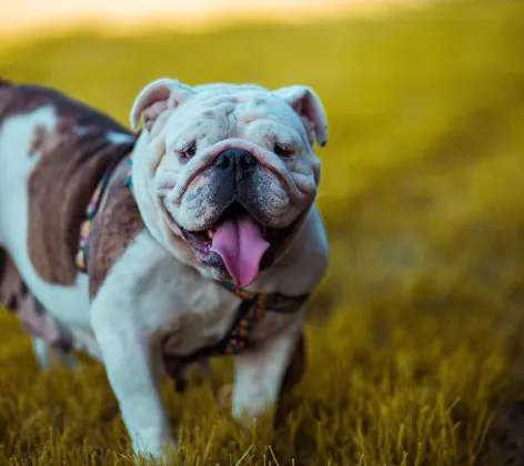 A brown and white dog in a grassy park with tongue out