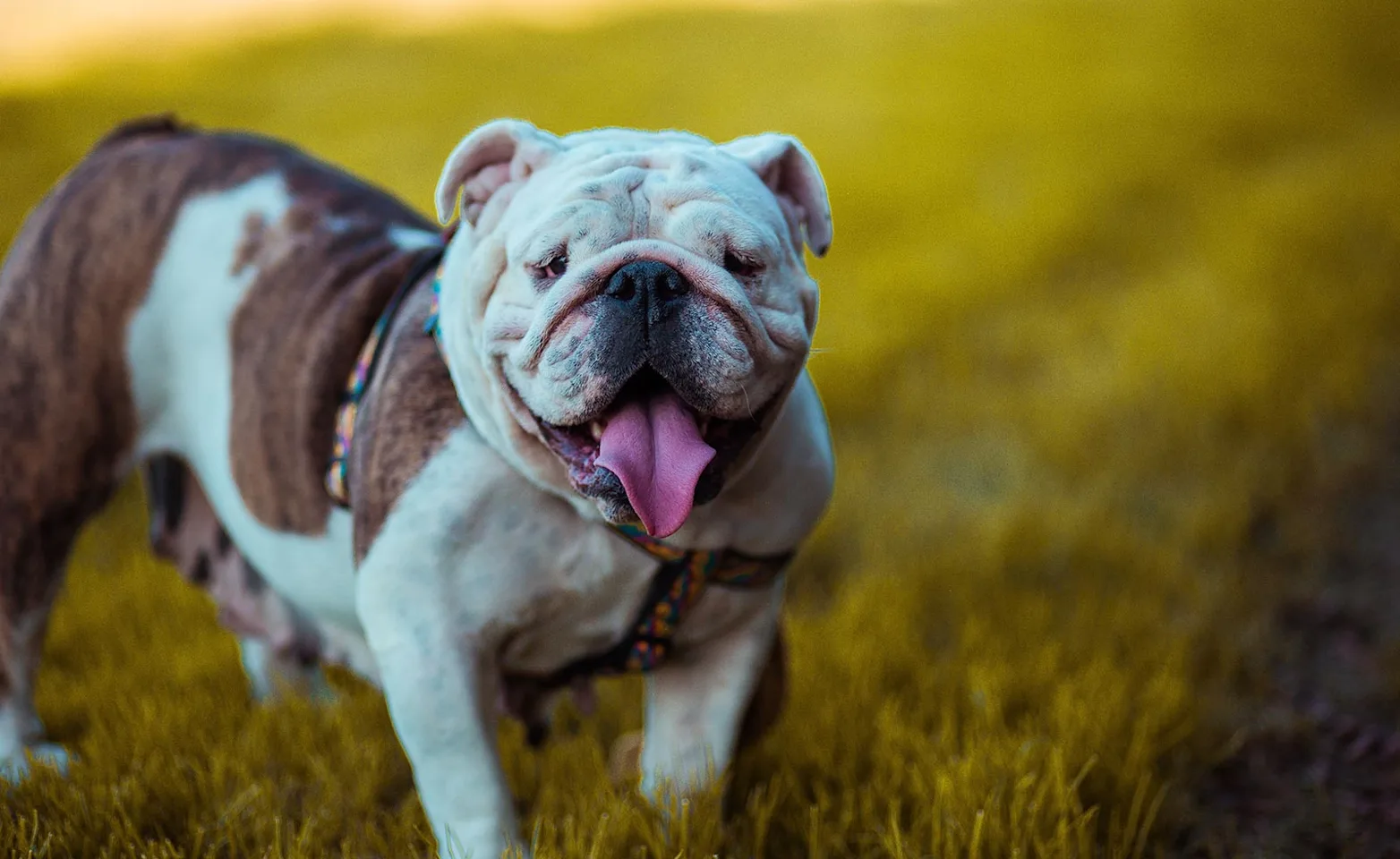 A brown and white dog in a grassy park with tongue out