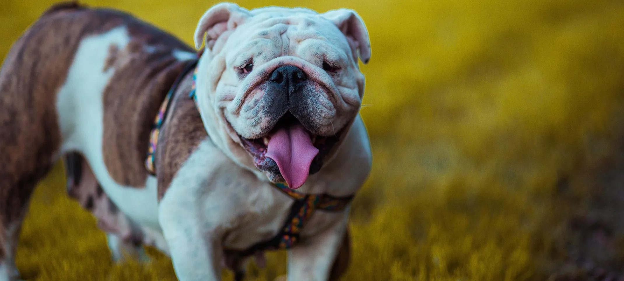 A brown and white dog in a grassy park with tongue out