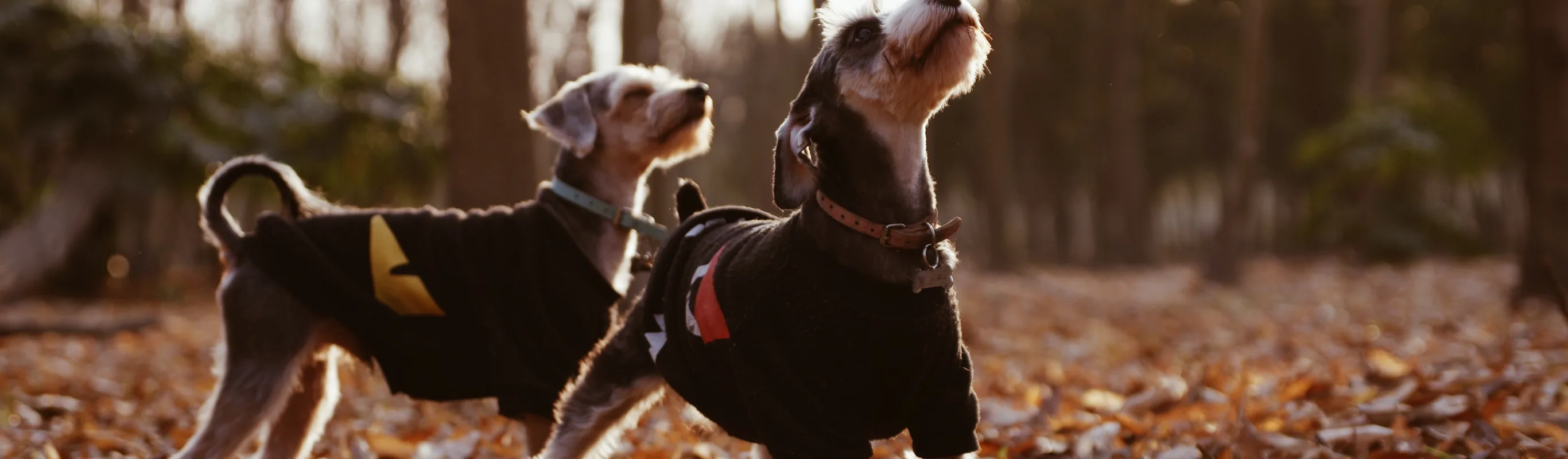 Dogs looking up while standing on fallen leaves