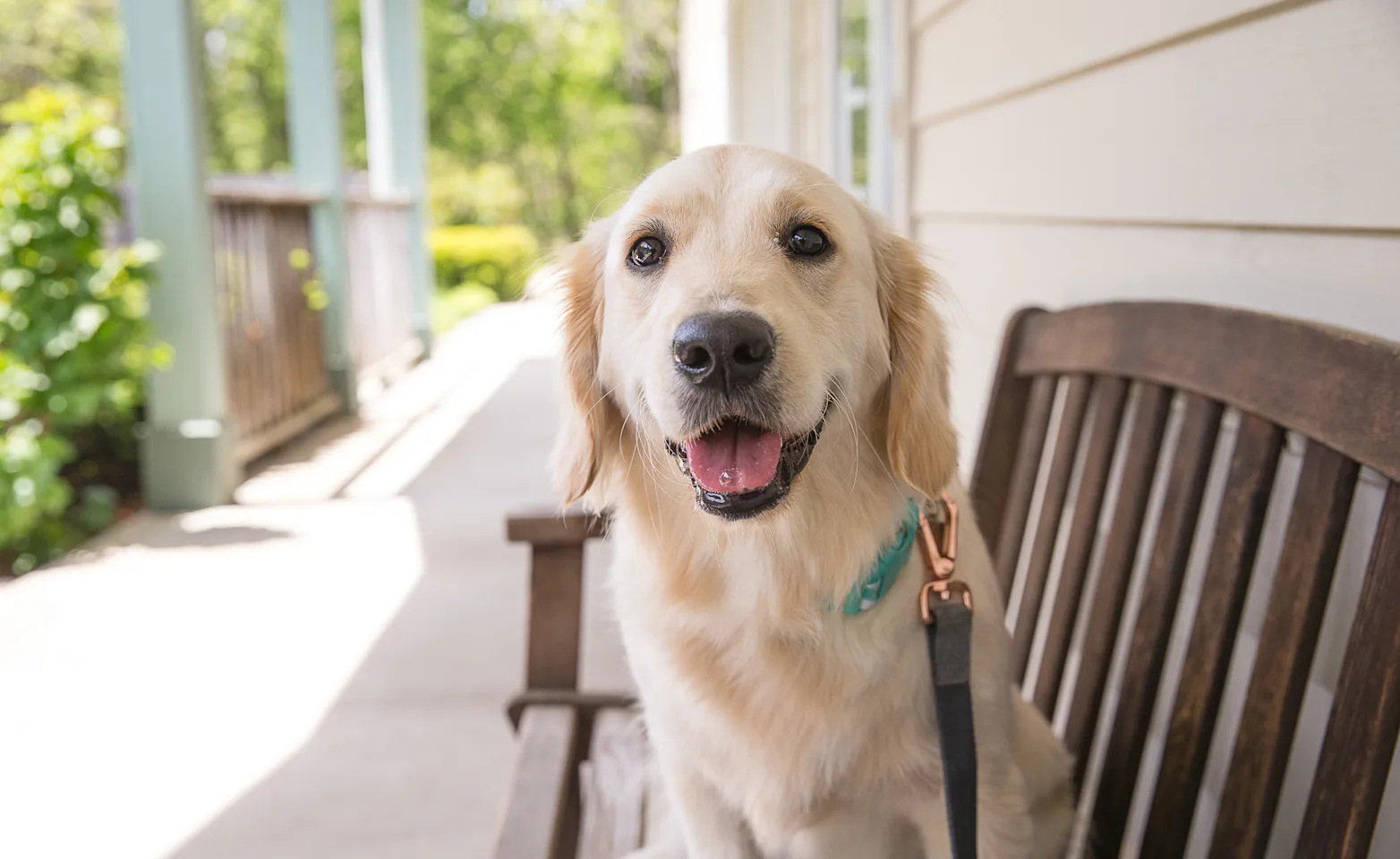 Dog on bench out front of Haven Animal Hospital