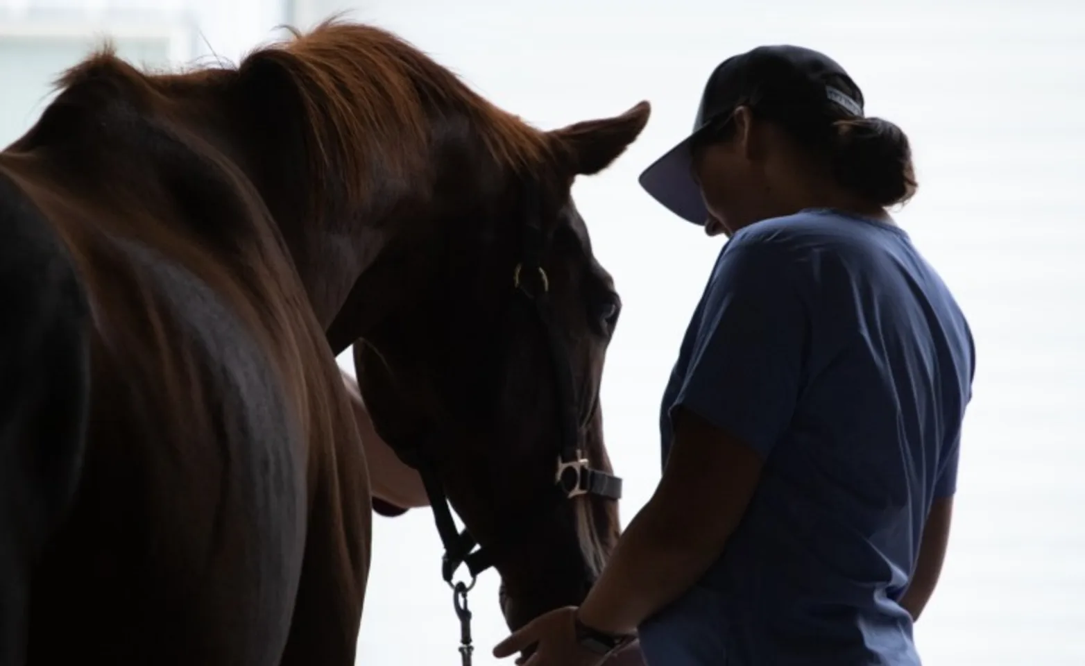 Woman petting horse Woman petting horse