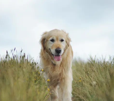 Happy old dog walking through a hayfield out on a clear blue sky. Happy old dog walking through a hayfield out on a clear blue sky.