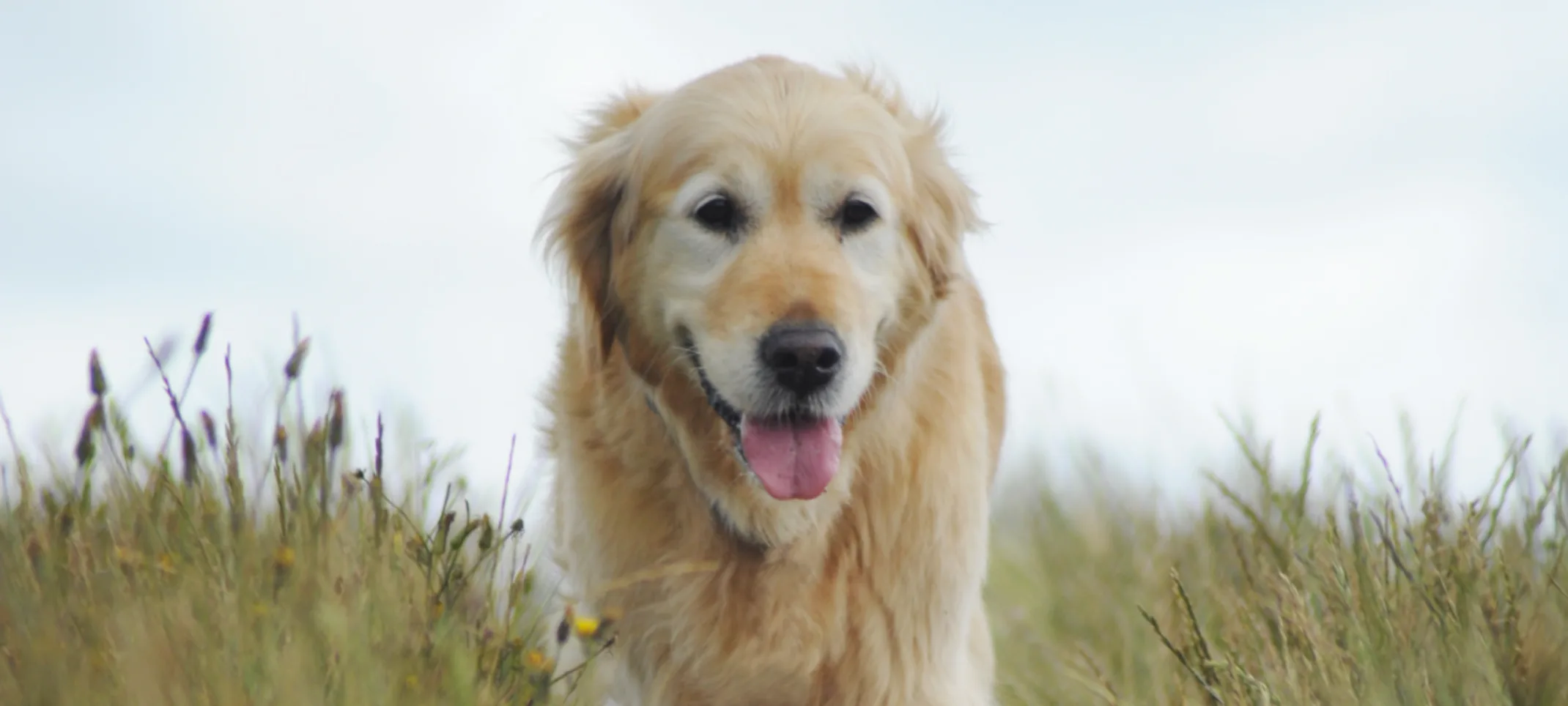 Happy old dog walking through a hayfield out on a clear blue sky.