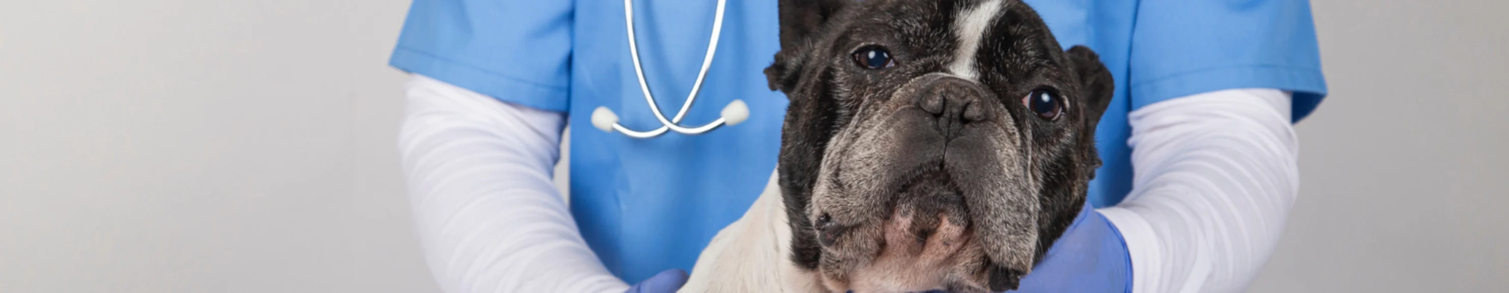 A vet holding a dog