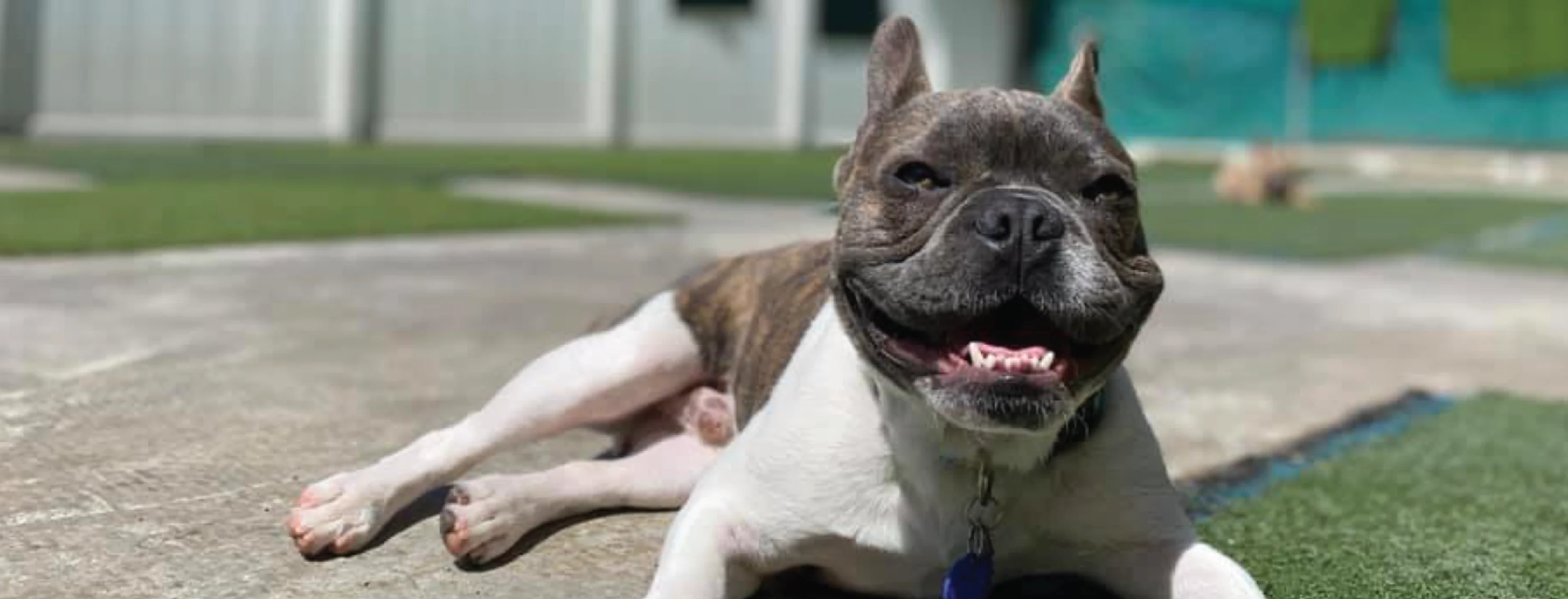 Dog sunbathing outside at K9s Only