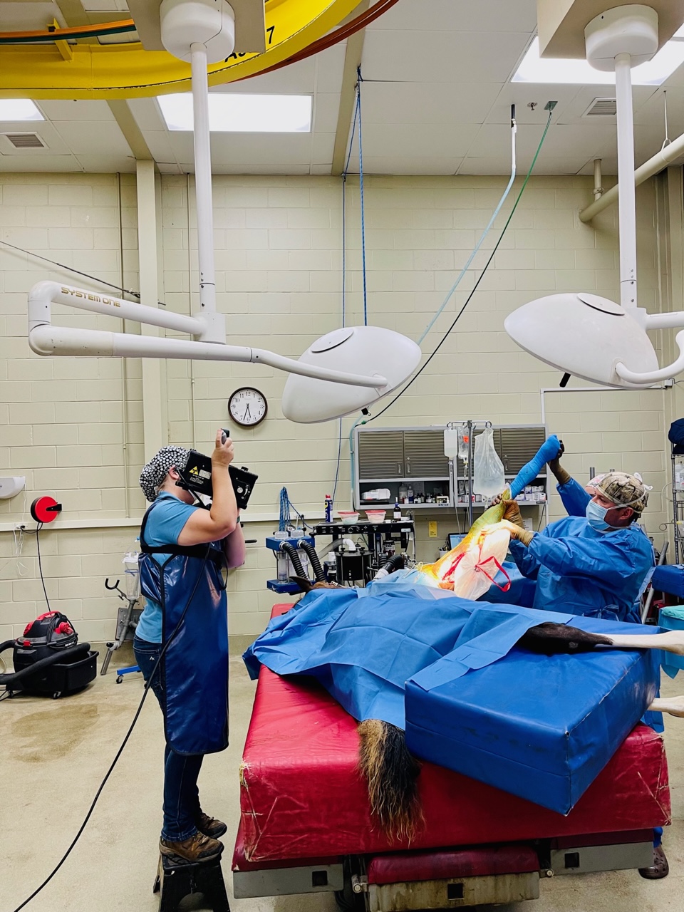 Staff at Pine Ridge performing surgery on a horse