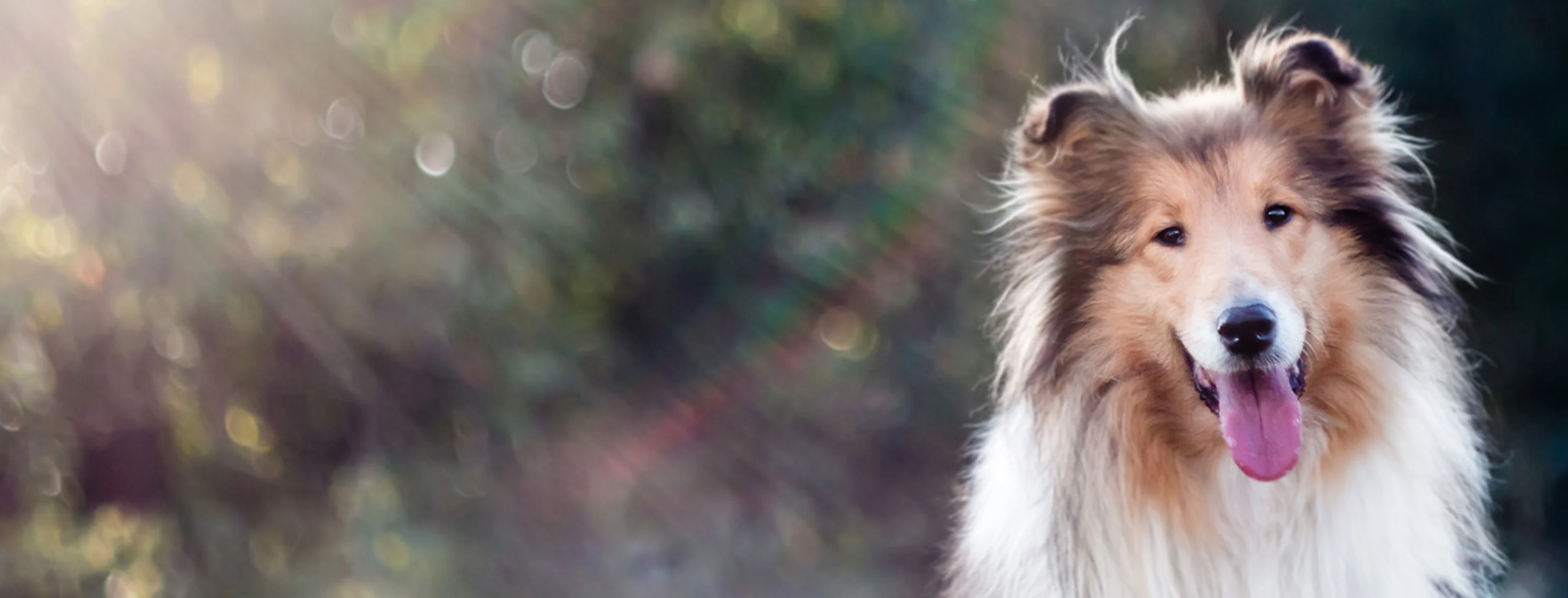 Long haired dog looking straight ahead