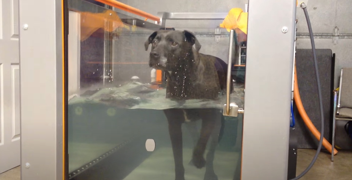 A large grey dog using an underwater treadmill at Mitchell Animal Hospital