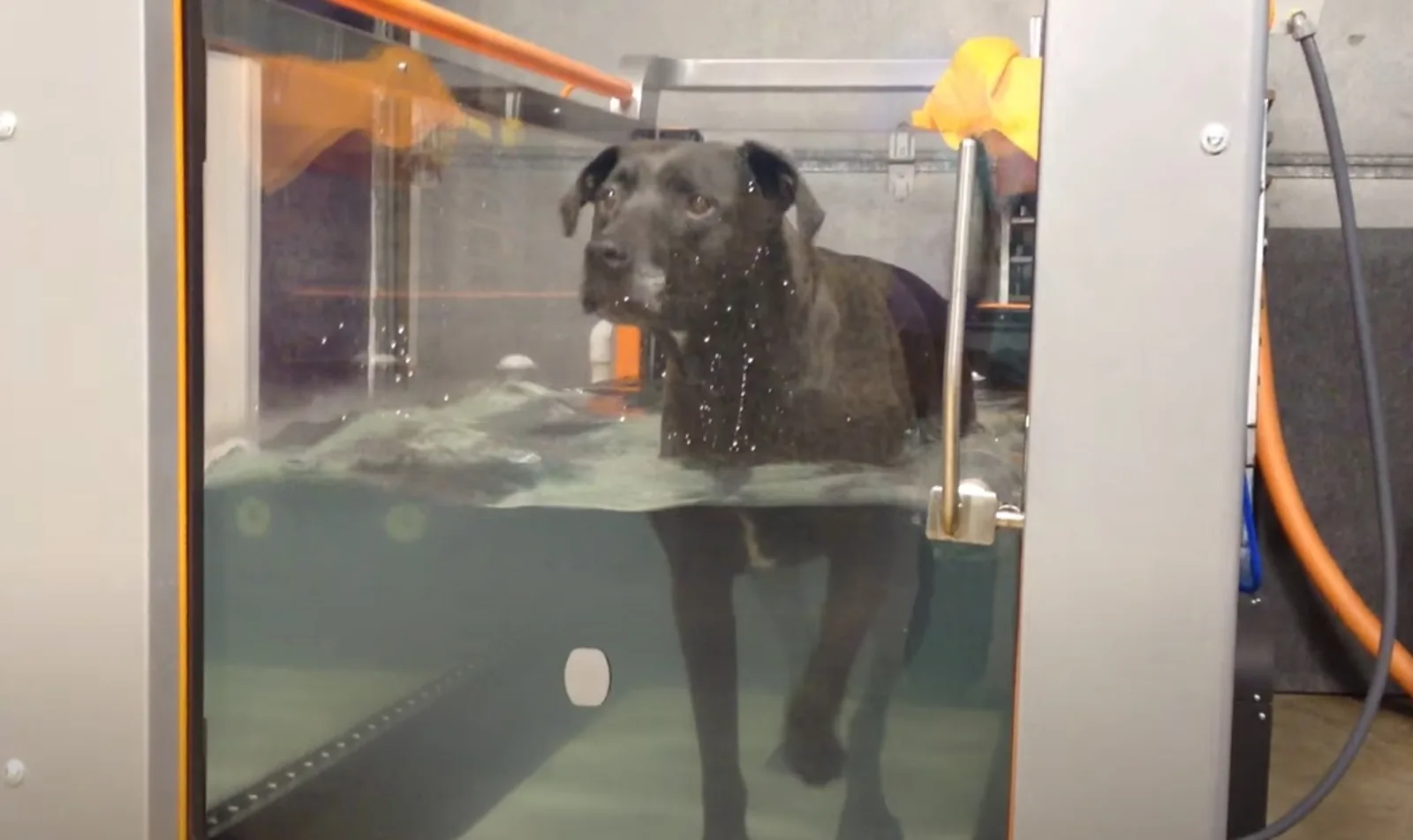 A large grey dog using an underwater treadmill at Mitchell Animal Hospital