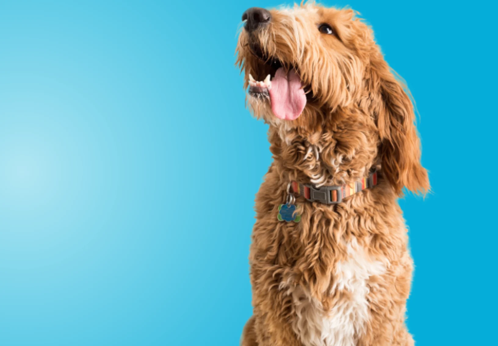 Dog with blue background